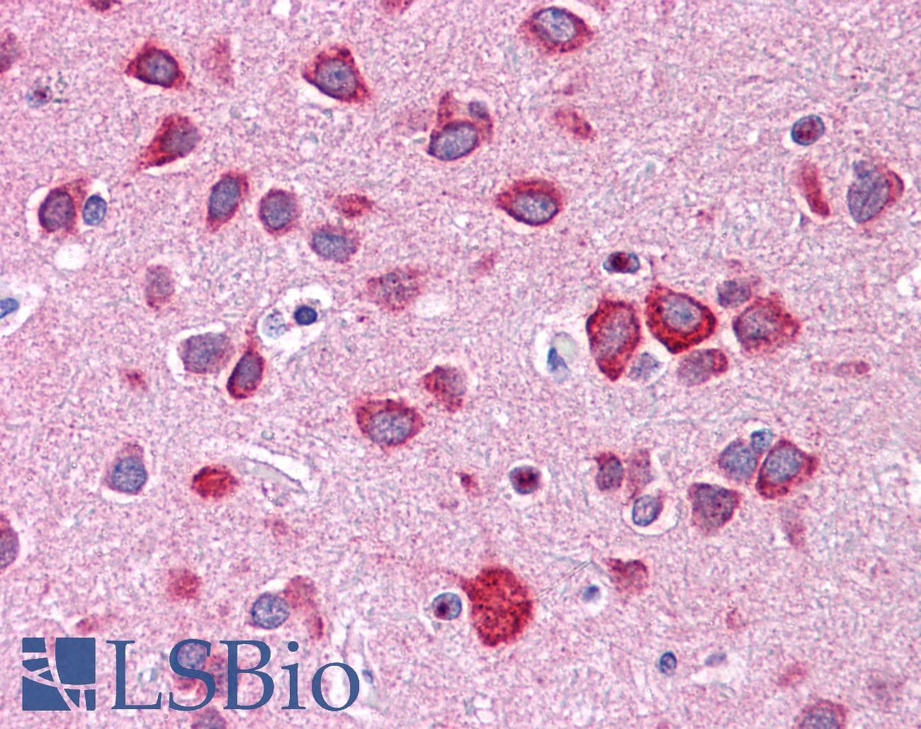 IHC-plus™ Calneuron-1 / CALN1 Antibody