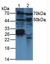 VEGFC Antibody (aa108-223, FITC)