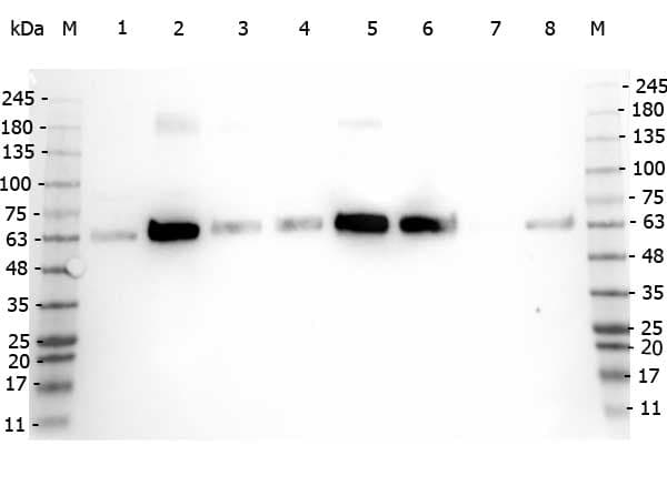 PDCD4 Antibody