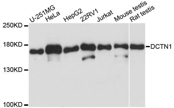 DCTN1 / Dynactin 1 Antibody