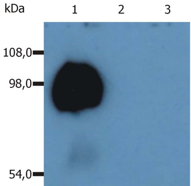 SPN / CD43 Antibody (clone MEM-59)