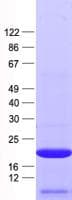 Human DAOA Protein (Recombinant His, N-Terminal)