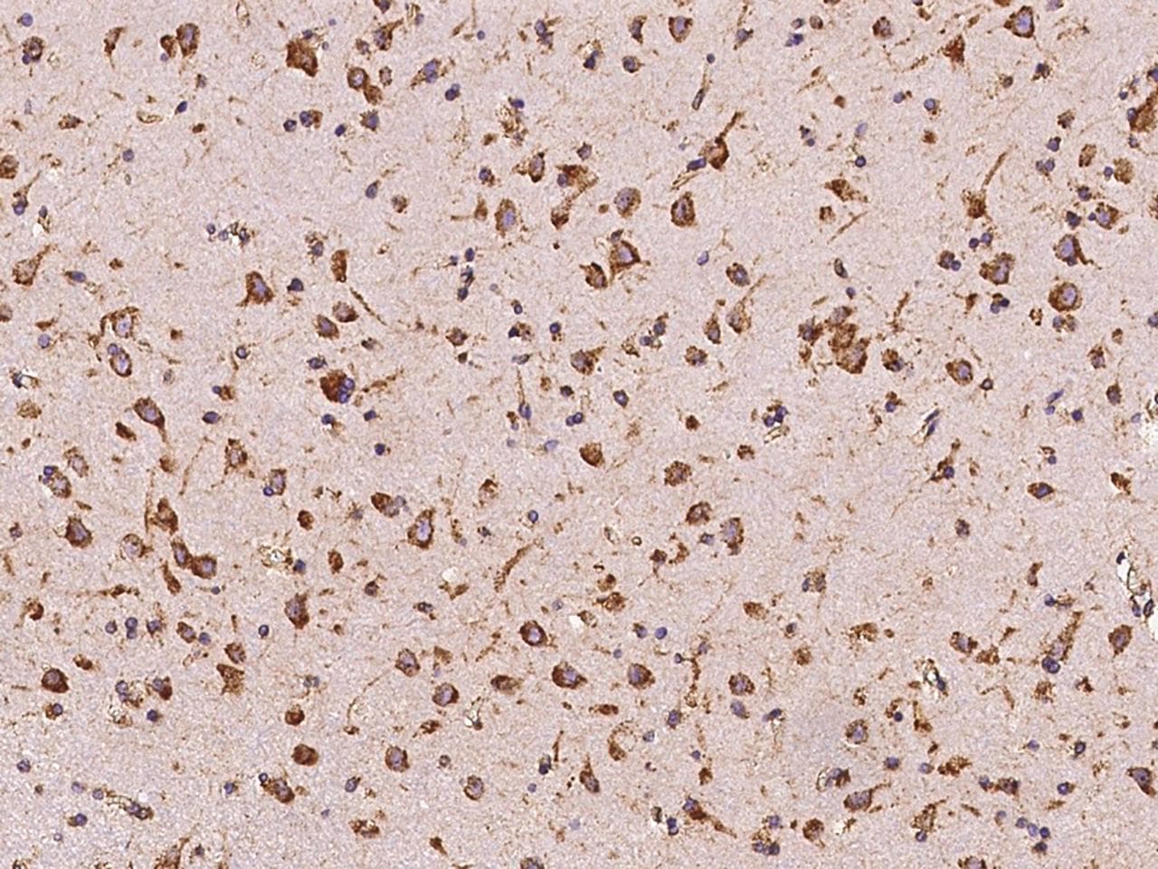 PDI / P4HB Antibody (Preservative Free)