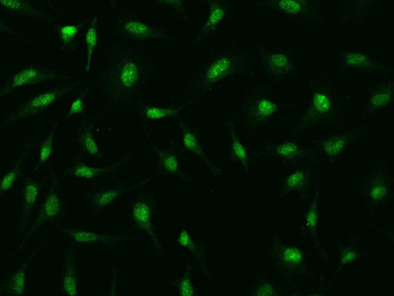 FBXO28 Antibody