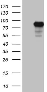 SEC23B Antibody (aa392-641, clone OTI7C2)