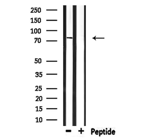 ELMO1 / ELMO 1 Antibody