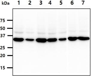 Monoclonal Mouse anti-Human PPA1 Antibody (clone AT4G4, WB)