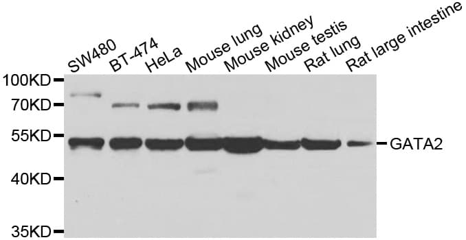 GATA2 Antibody