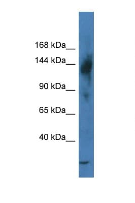 TRERF1 Antibody (N-Terminus)