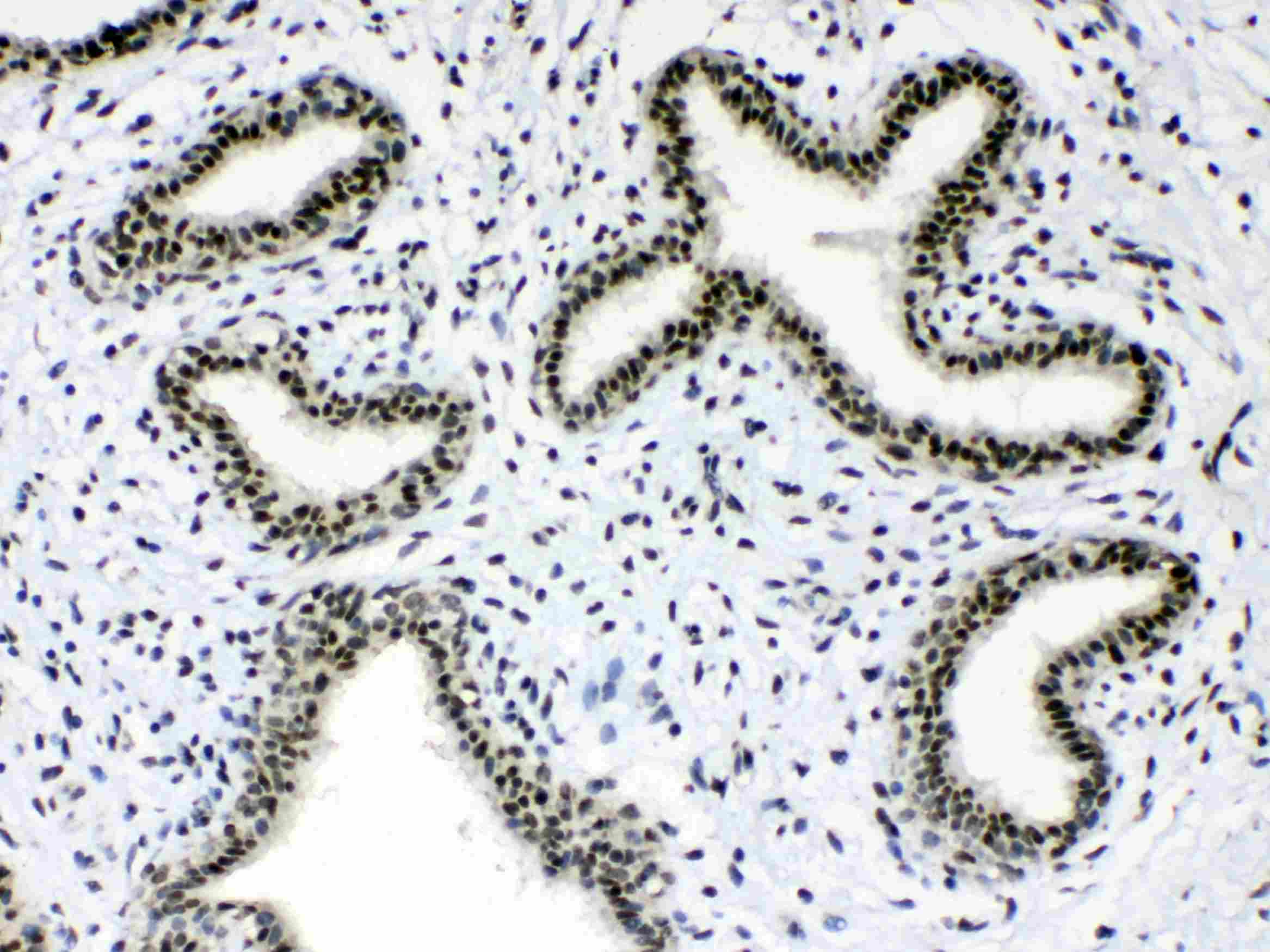 Polyclonal Rabbit anti-Human MSI1 / Musashi 1 Antibody (IHC, WB)