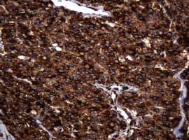 POGK Antibody (clone OTI6D5, Carrier-free)