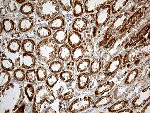 CHCHD10 Antibody (aa17-142, clone OTI4C12, Carrier-free)