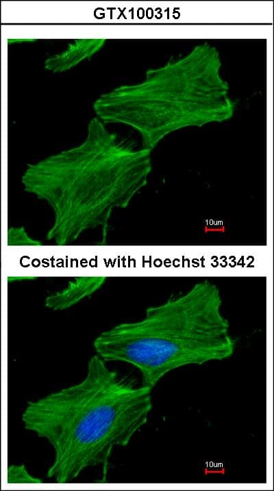 IHC-plus™ ACTB / Beta Actin Antibody