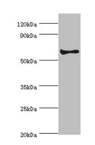 CHRM3 / M3 Antibody (aa270-470)