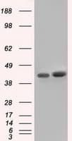Basigin / Emmprin / CD147 Antibody (clone OTI4D3)
