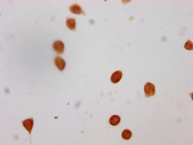 HIST1H4I Antibody