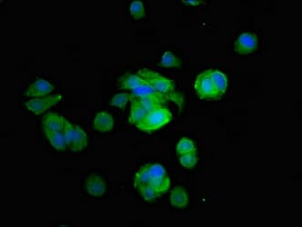 CYP2B6 Antibody