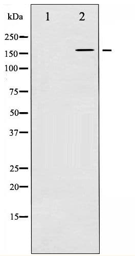 Polyclonal Rabbit anti-Human EGFR Antibody (phospho-Tyr1016, IHC, IF, WB)
