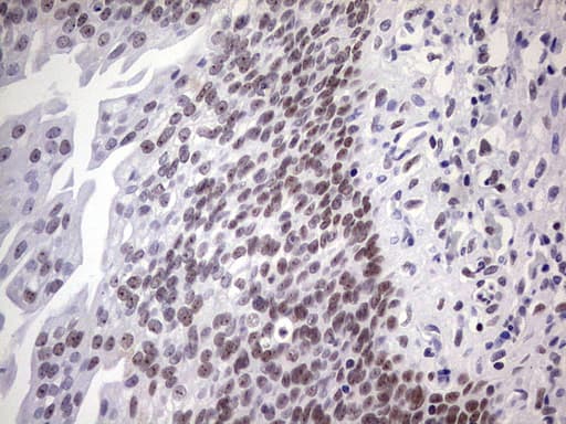 NAB2 Antibody (aa178-442, clone OTI5D7)