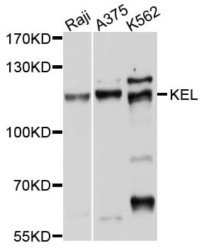 KEL / CD238 Antibody