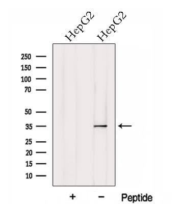 HTRA1 Antibody