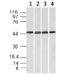 FBXO5 / EMI1 Antibody (aa1-250, clone EMI1/1176)