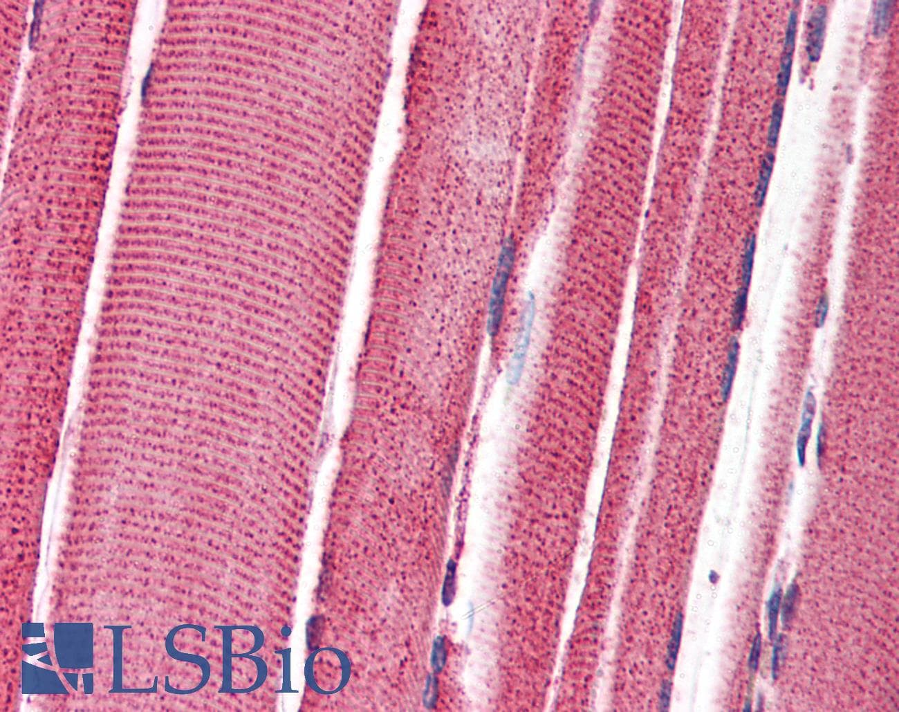 IHC-plus™ FEZ2 Antibody