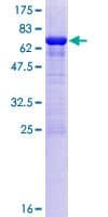 Human OLA1 Protein (Recombinant GST)