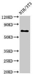 ZMYND11 / BS69 Antibody