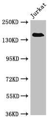 EIF3A Antibody
