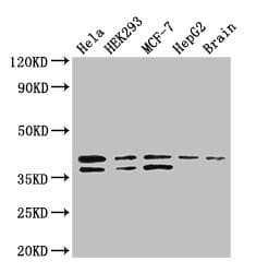 BUB3 Antibody