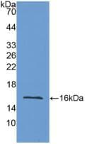 LOXL2 Antibody (aa53-160)