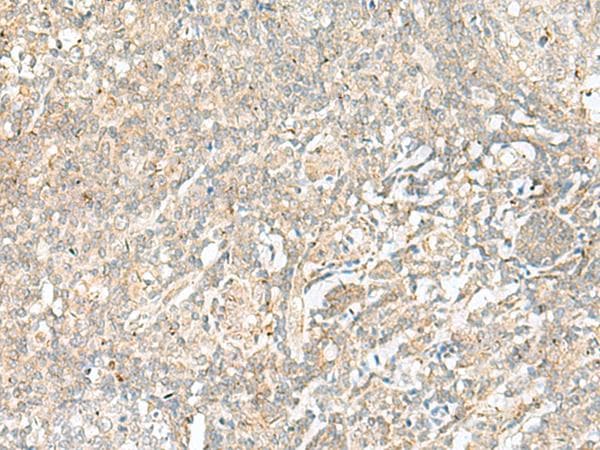 BEX2 Antibody