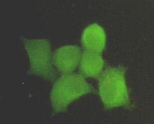 IHC-plus™ Monoclonal Mouse anti-Human PPP1CA / PP1-Alpha Antibody (N-Terminus, IHC, IF, WB)