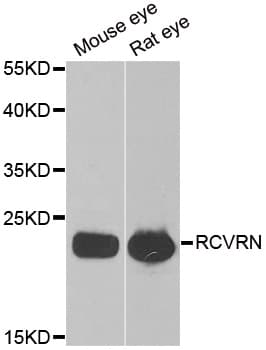 Recoverin Antibody