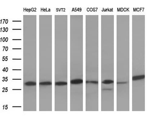 SDHB Antibody (clone OTI1H6, Carrier-free)