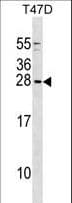 Polyclonal Rabbit anti-Human GCSH Antibody (aa27-56, WB)