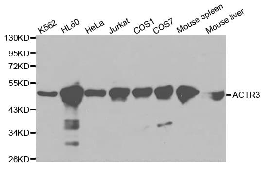 ACTR3 Antibody