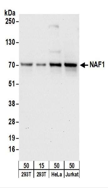 NAF1 Antibody (aa50-100)