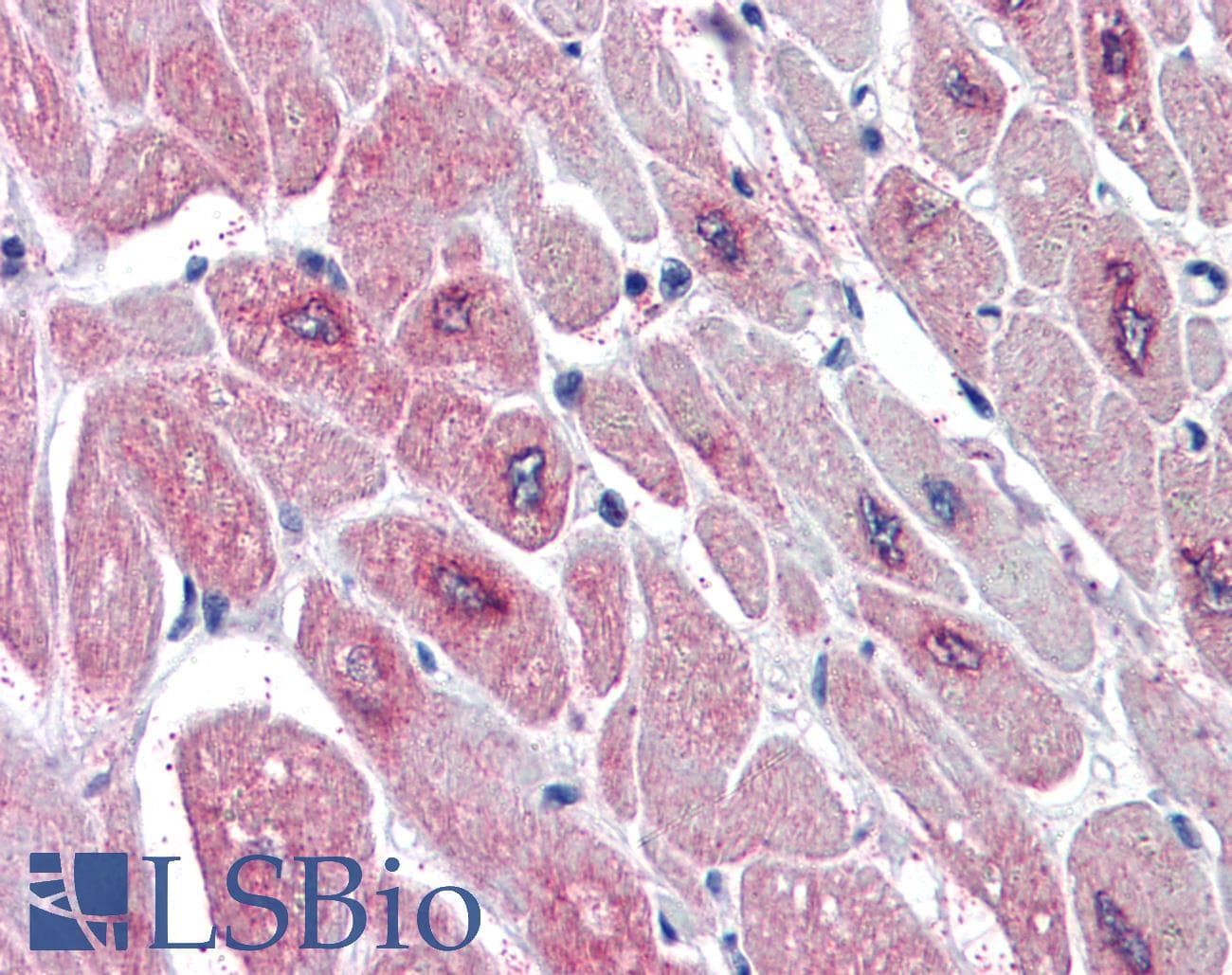 IHC-plus™ Polyclonal Goat anti-Human PARD6A / PAR6 Antibody (aa334-346, IHC, WB)