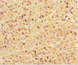 NRBP2 Antibody