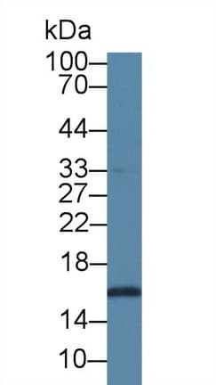SUMO2 Antibody (aa1-95)