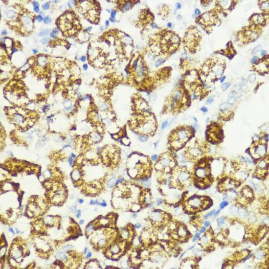 AKT1S1 / PRAS40 Antibody