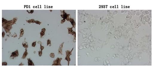 PDCD1 / CD279 / PD-1 Antibody (clone OTI4E2, Carrier-free)