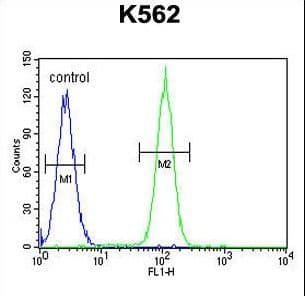 DDX27 Antibody (aa770-796)