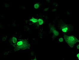 LENG1 Antibody (clone OTI10A7)