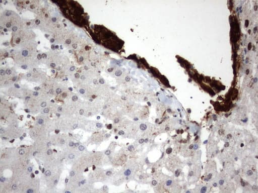 MLF1 Antibody (clone UMAB138)
