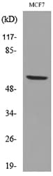Polyclonal Rabbit anti-Human LILRA2+LILRA3 / CD85e+CD85h Antibody (WB)