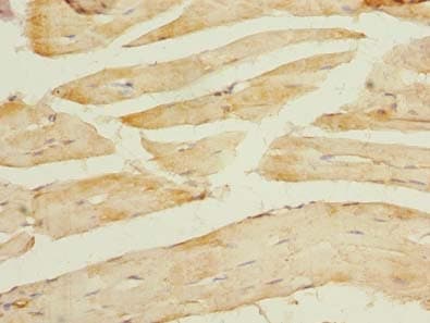 TCEAL7 Antibody