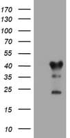 TMEM173 / STING Antibody (clone OTI4A7)